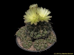 Gymnocalycium tambores 836